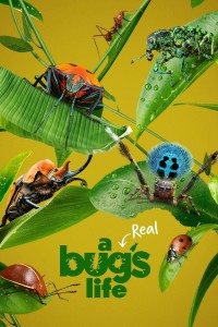 A Real Bug's Life A Real Bug's Life